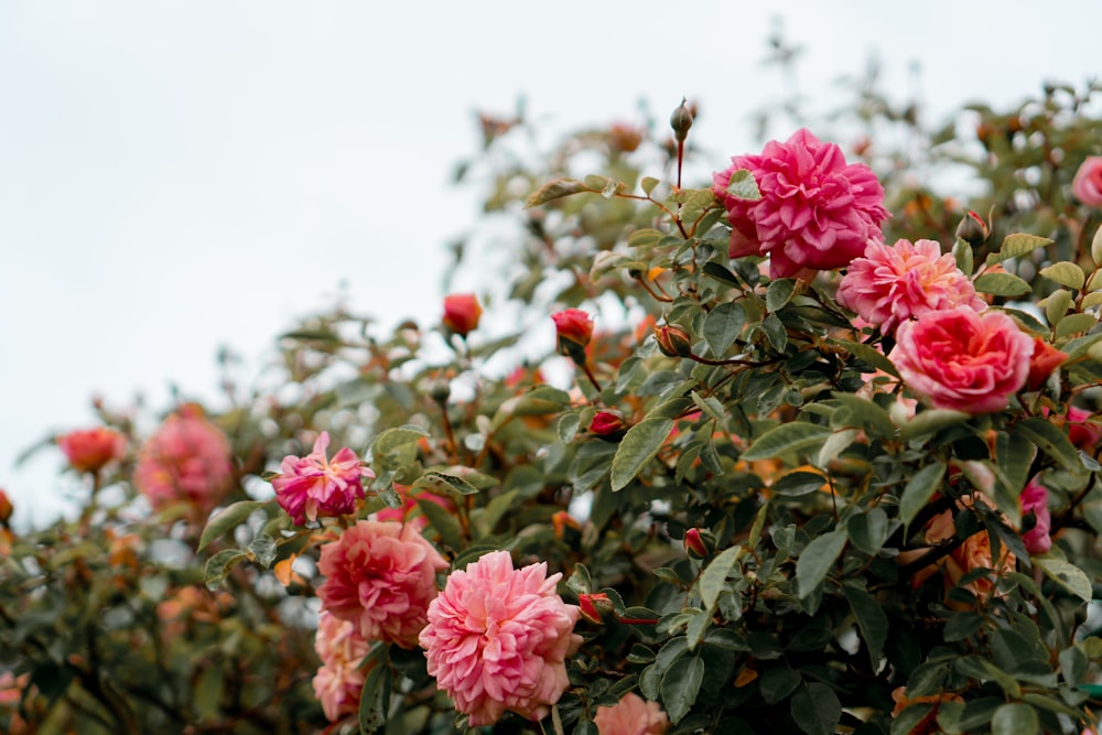 pink flowers with green leaves during daytime