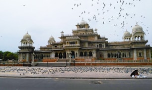 flock of birds flying over beige concrete building during daytime