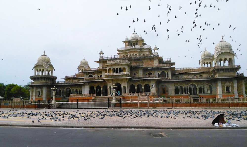 flock of birds flying over beige concrete building during daytime