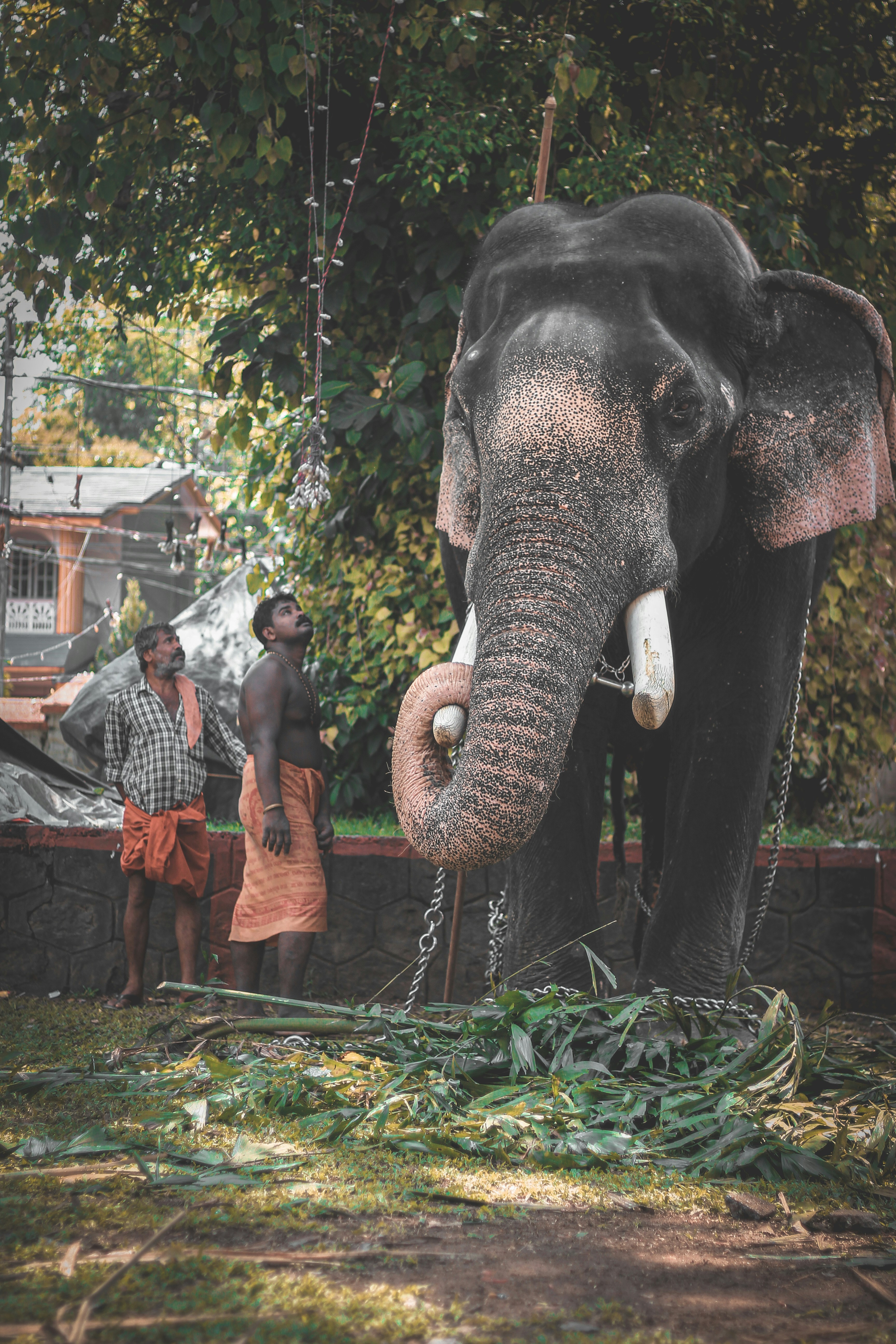 Kerala Elephant Pictures | Download Free Images on Unsplash