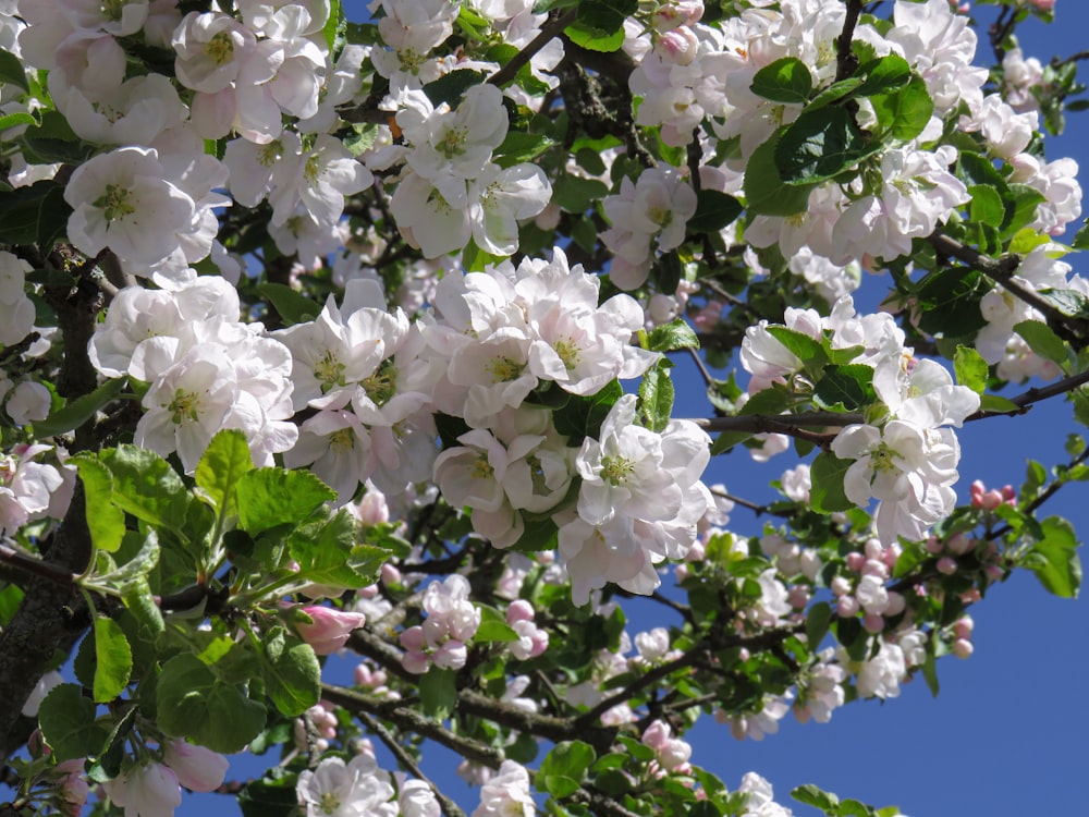 white cherry blossom during daytime