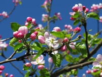 white and pink flower under blue sky during daytime