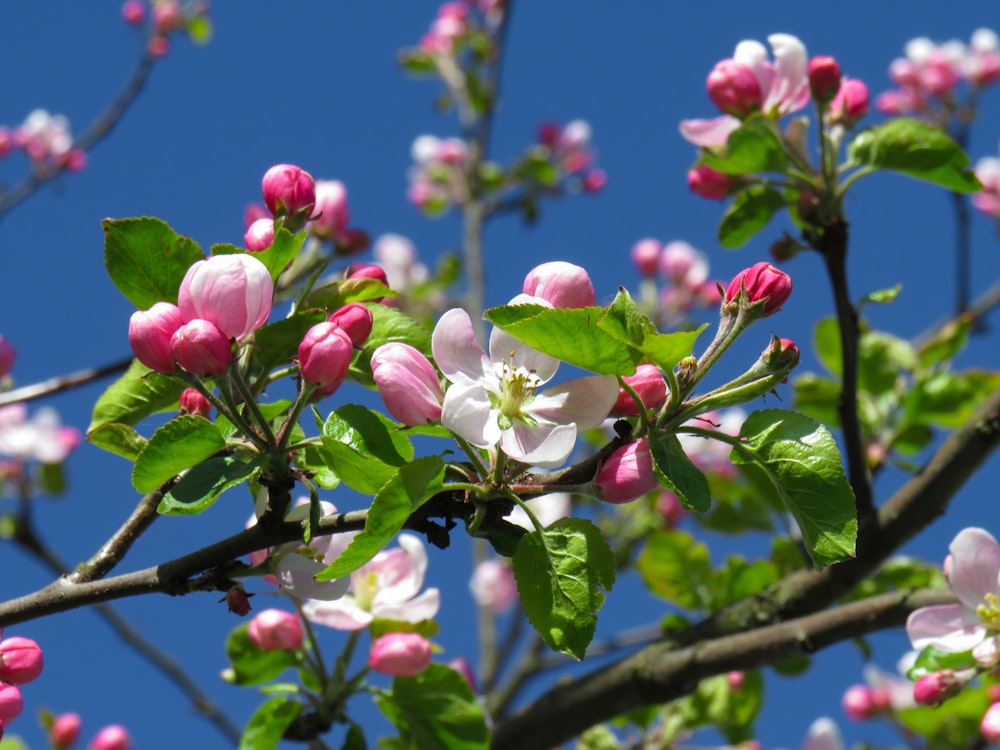 white and pink flower under blue sky during daytime