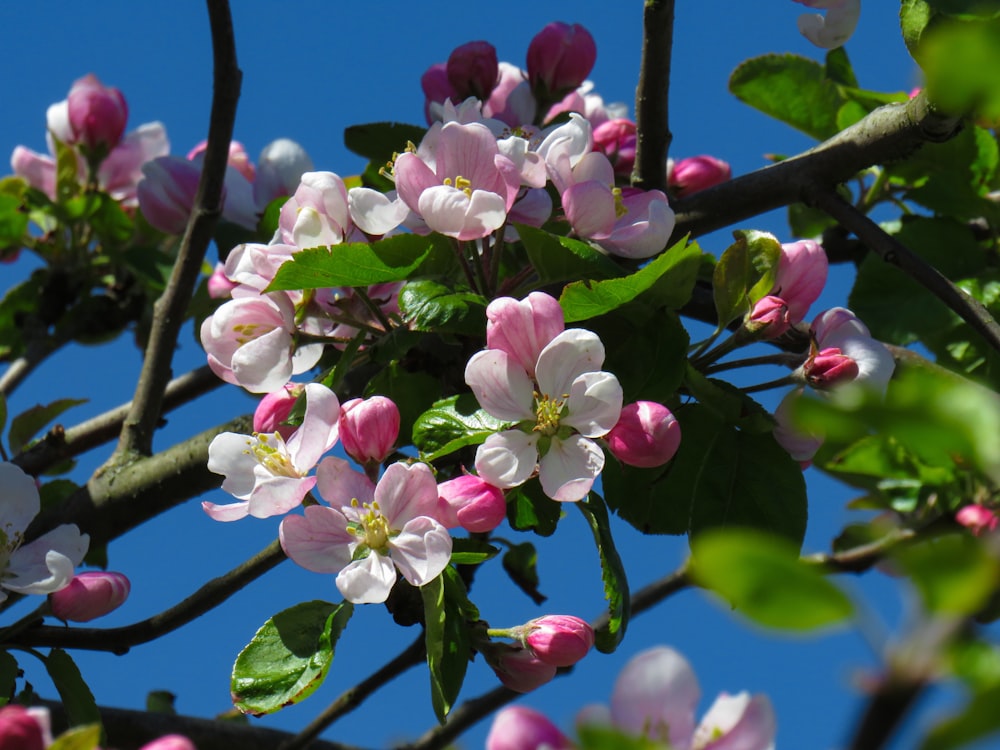 pink and white flowers in tilt shift lens