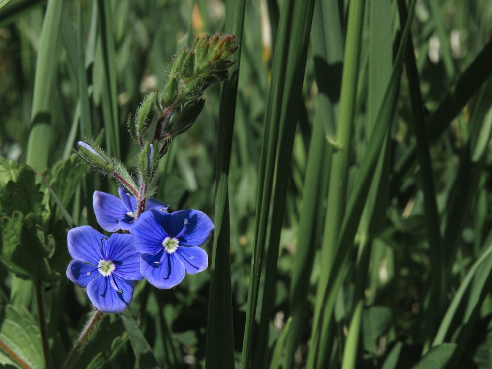 purple flower in green grass