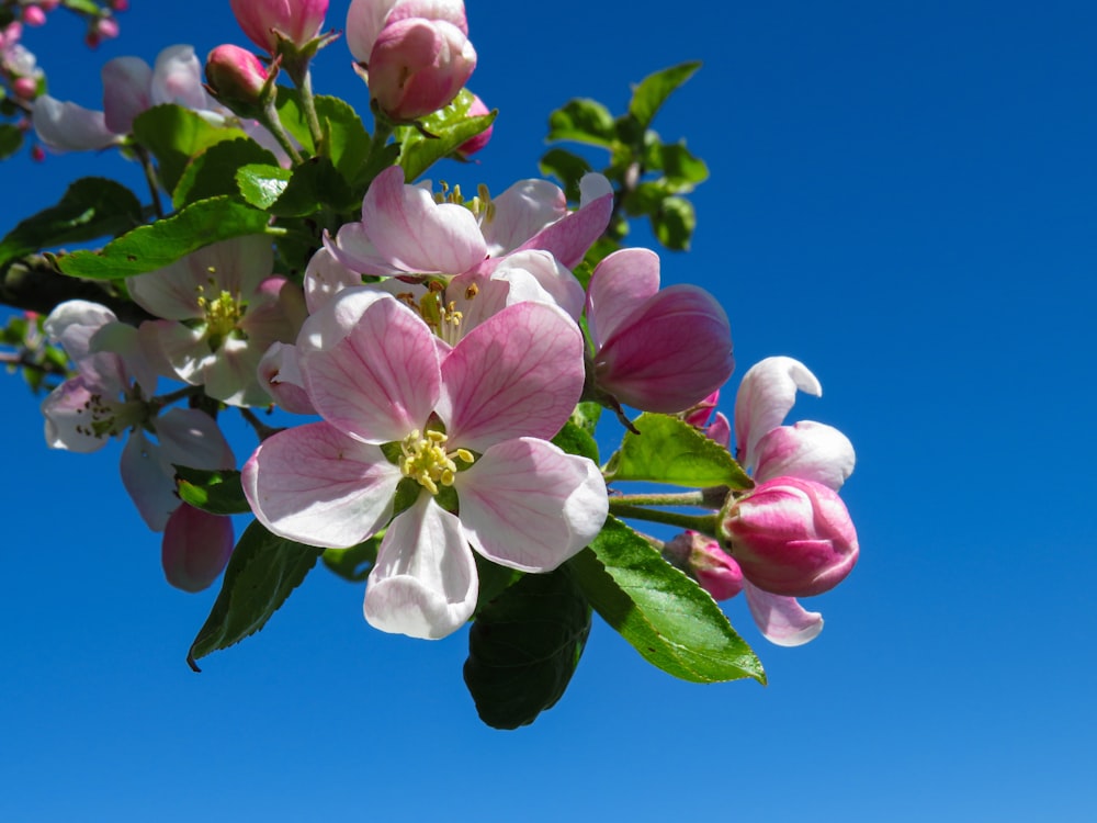 weiße und violette Blume unter blauem Himmel tagsüber