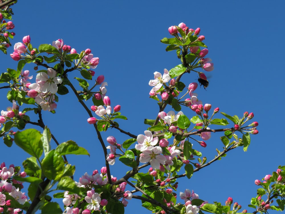 white and pink flowers under blue sky during daytime