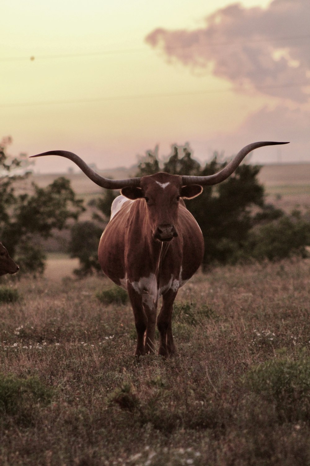 Vaca marrón en campo de hierba verde durante el día