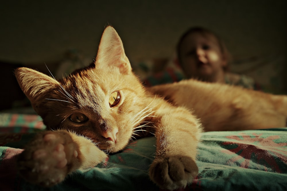 orangefarbene Tabby-Katze liegt auf grünem Textil