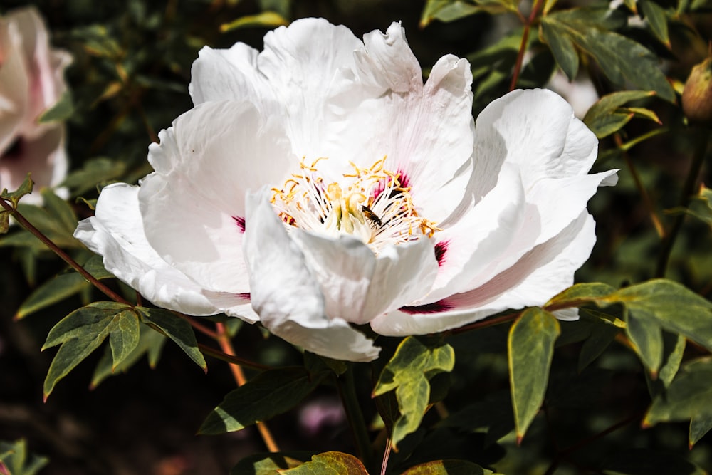 white flower with green leaves