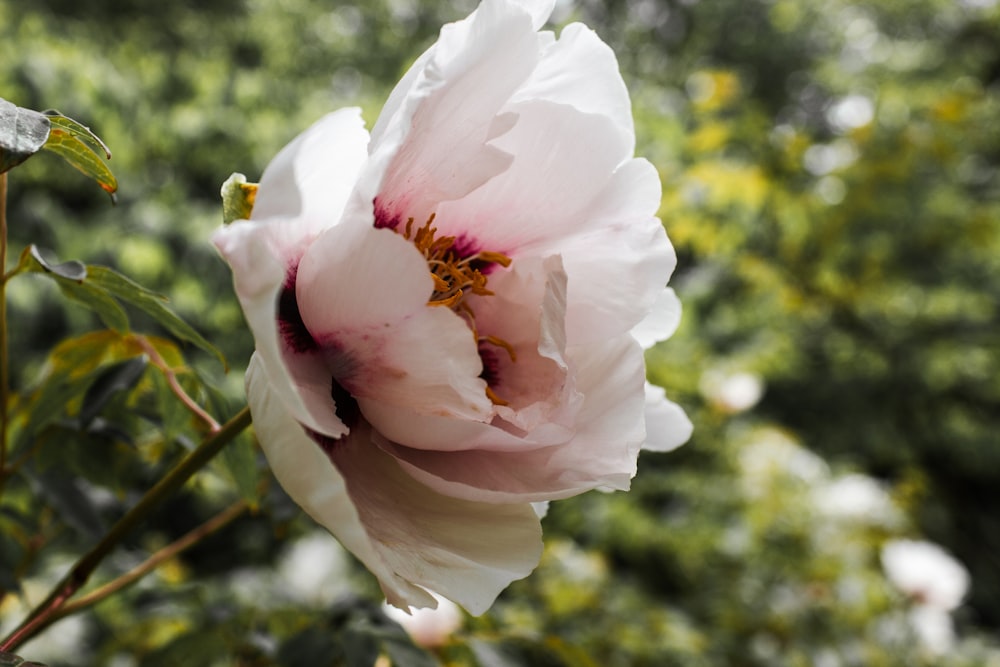 white and pink flower in tilt shift lens