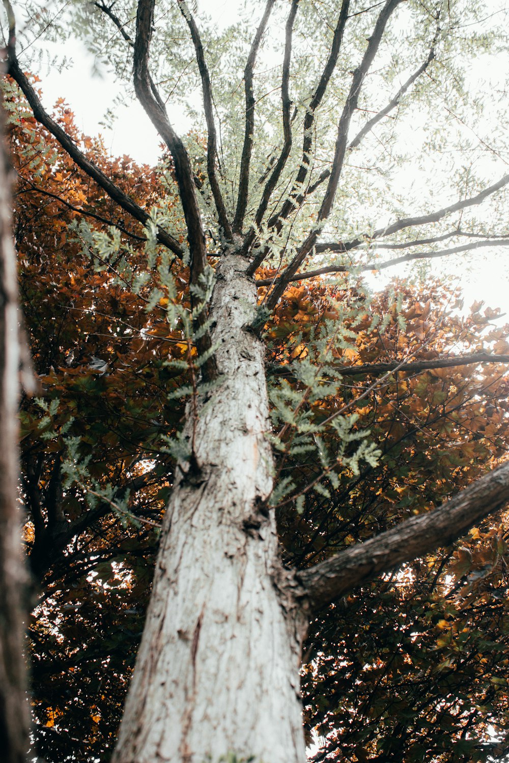 brown and green tree during daytime