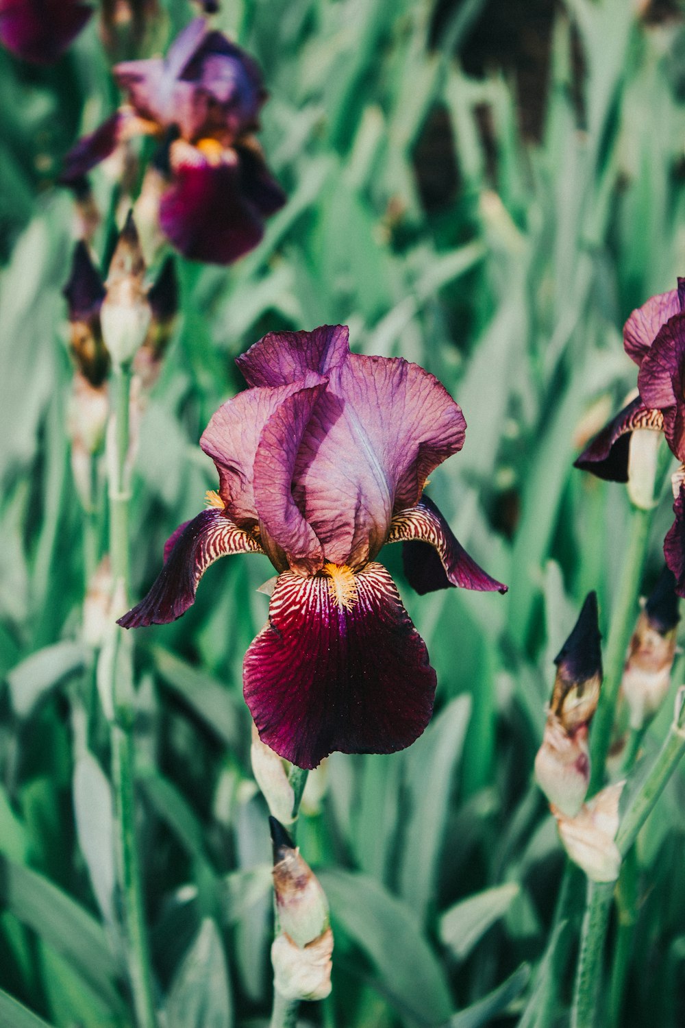 purple flower in tilt shift lens