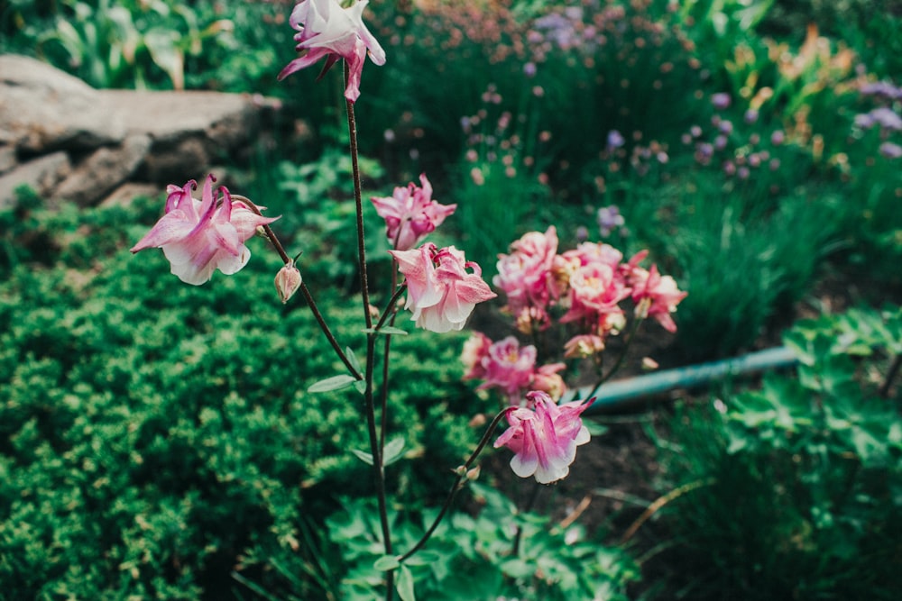 pink and white flower in tilt shift lens