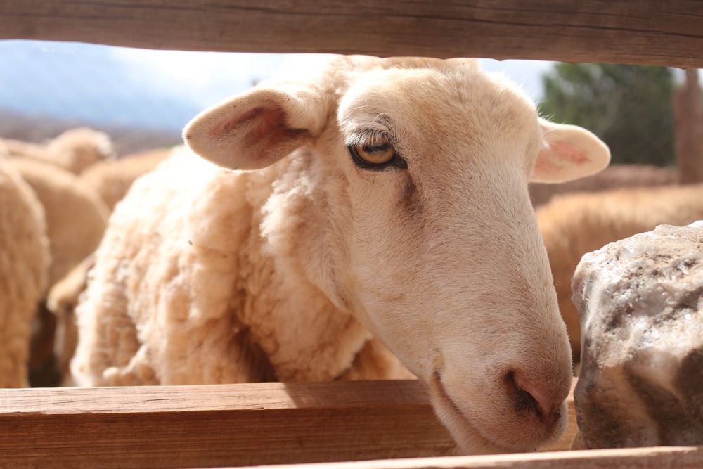 white sheep on brown wooden fence during daytime