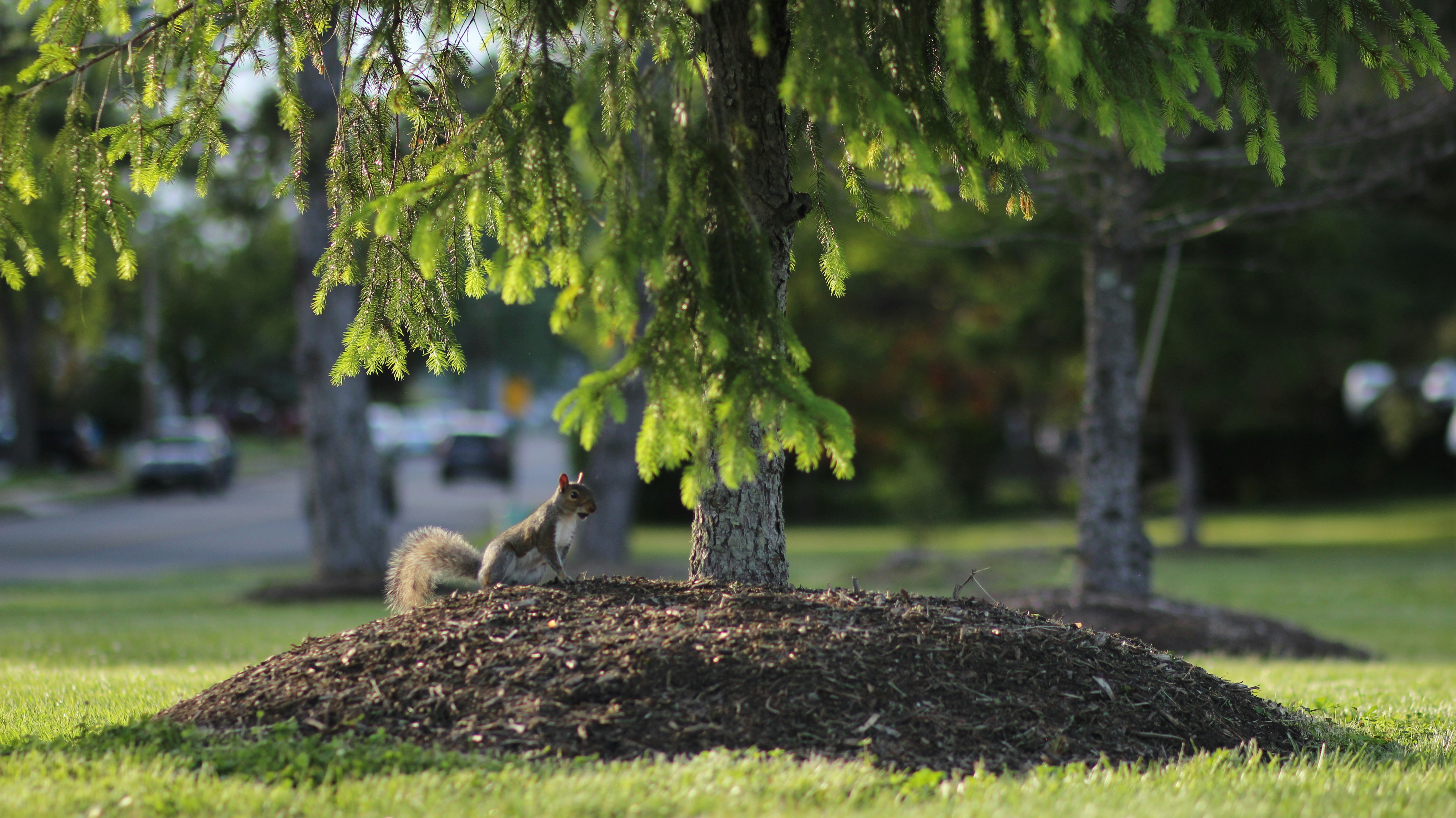 squirrel by mulched tree