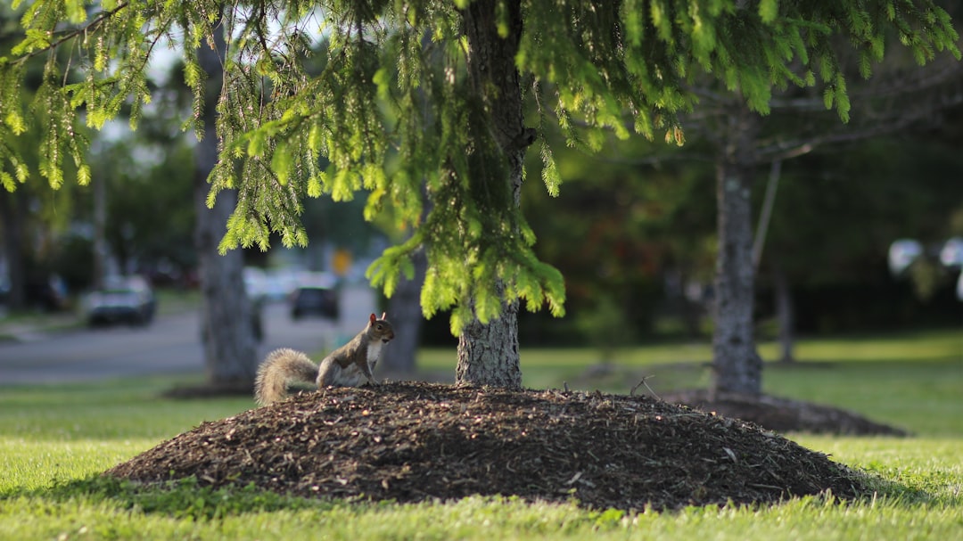 brown squirrel on green grass during daytime