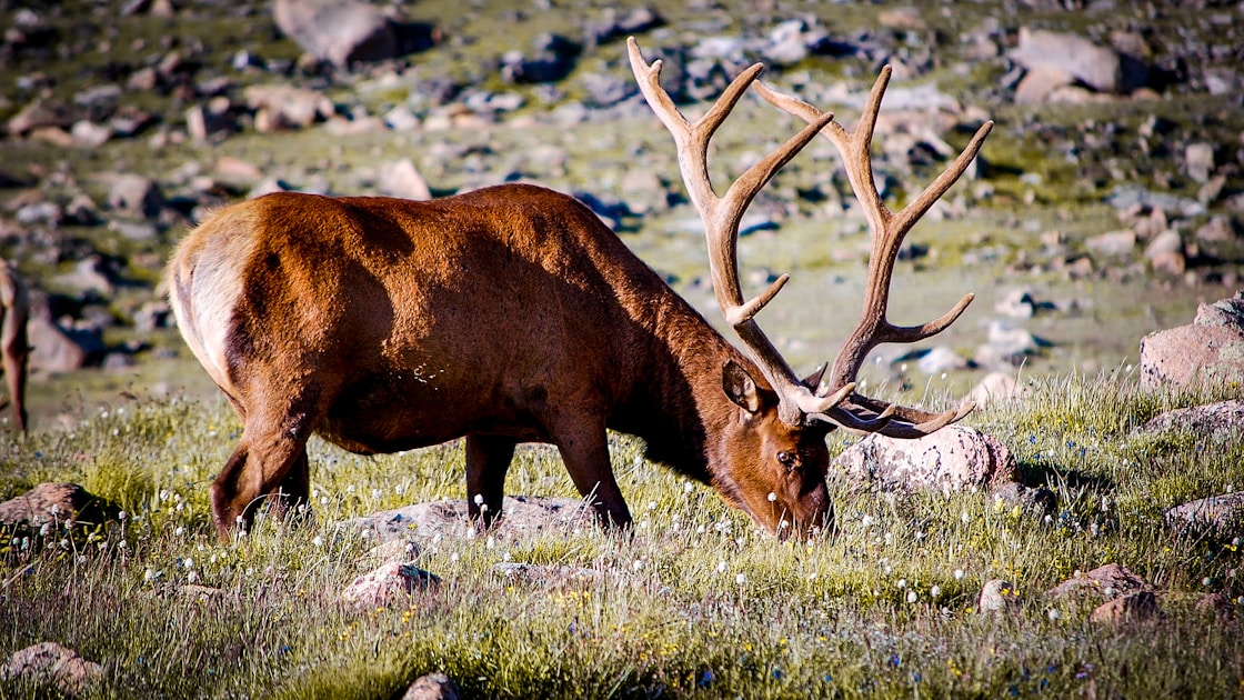 Bull elk bugling in mountain meadow at golden hour