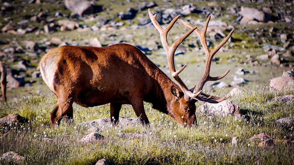 Bull elk bugling in mountain meadow — Idaho vs Colorado elk hunting comparison
