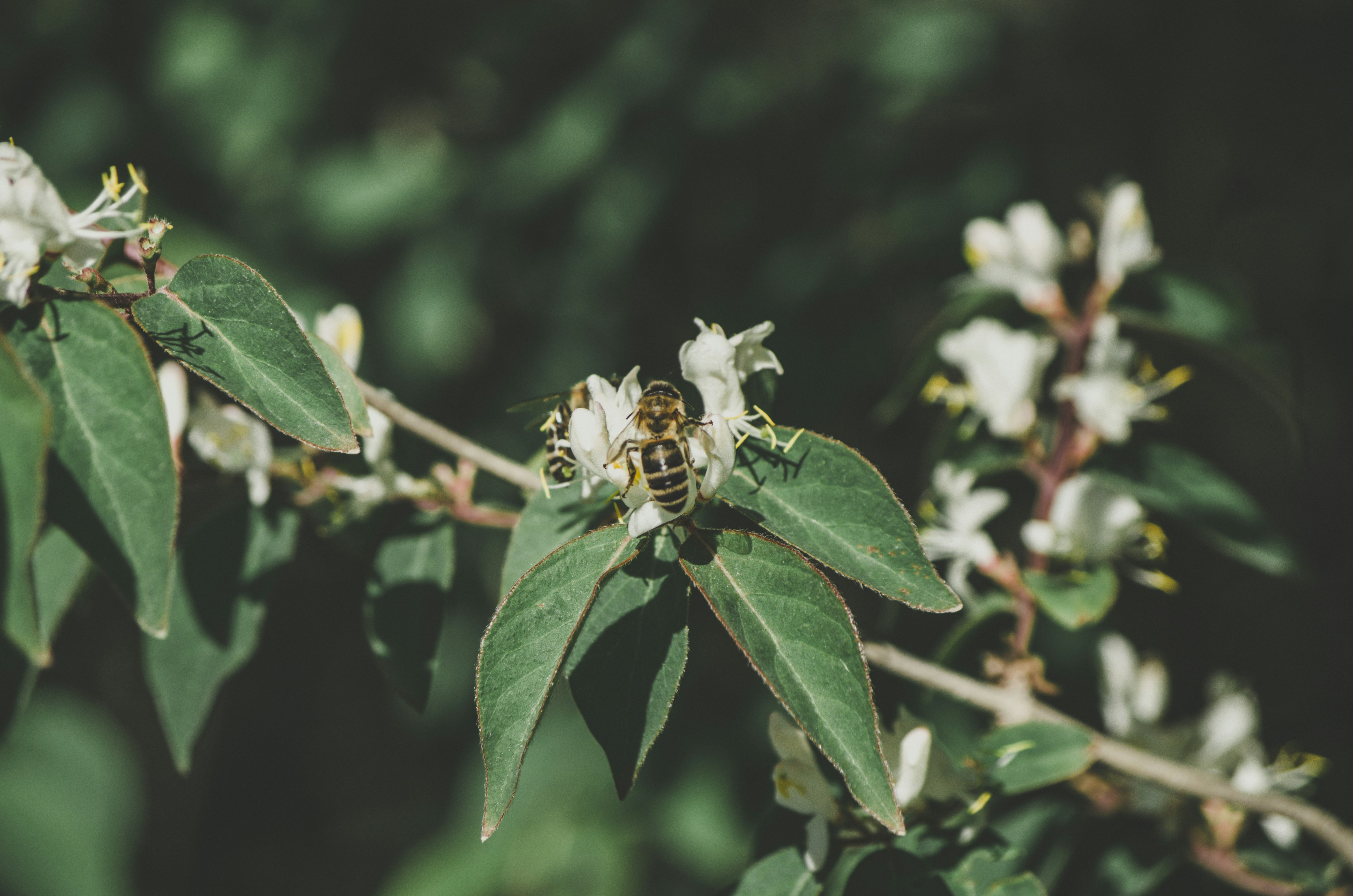 white flower with green leaves moldova teams background