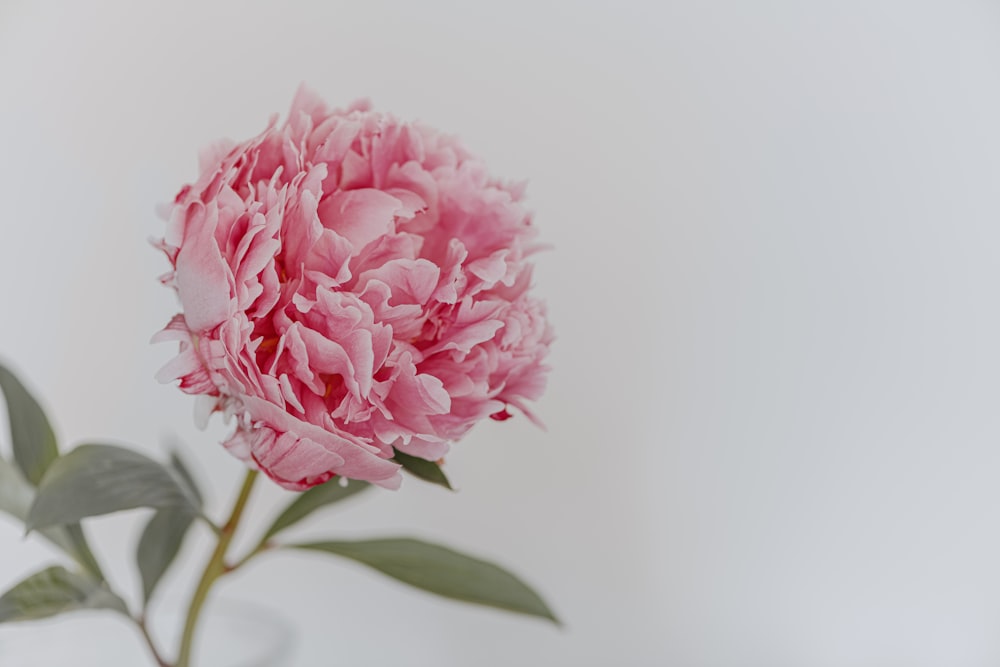 pink flower in tilt shift lens