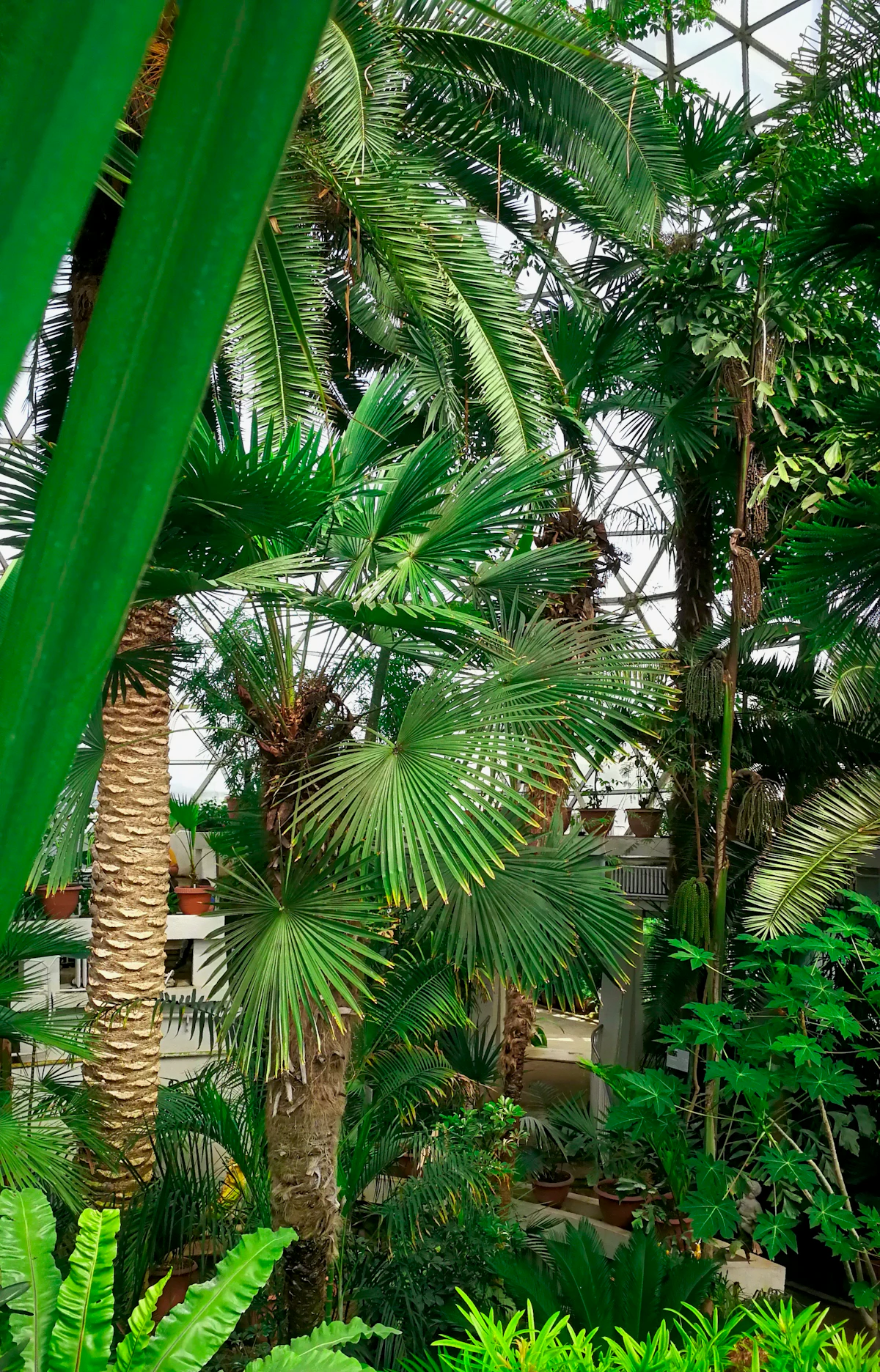 Tropical queen palm against a building facade — the scale and character queen palms bring to Naples estate exteriors