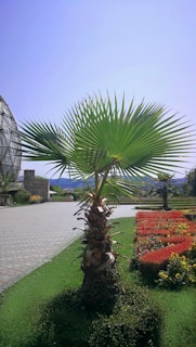 Before and after photos showing a beautifully pruned palm tree in a residential garden.
