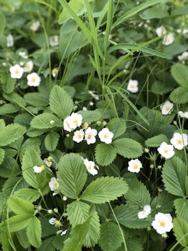 A lush cluster of green leaves interspersed with delicate white flowers, likely wild strawberry plants, flourishing amidst grass and other vegetation.