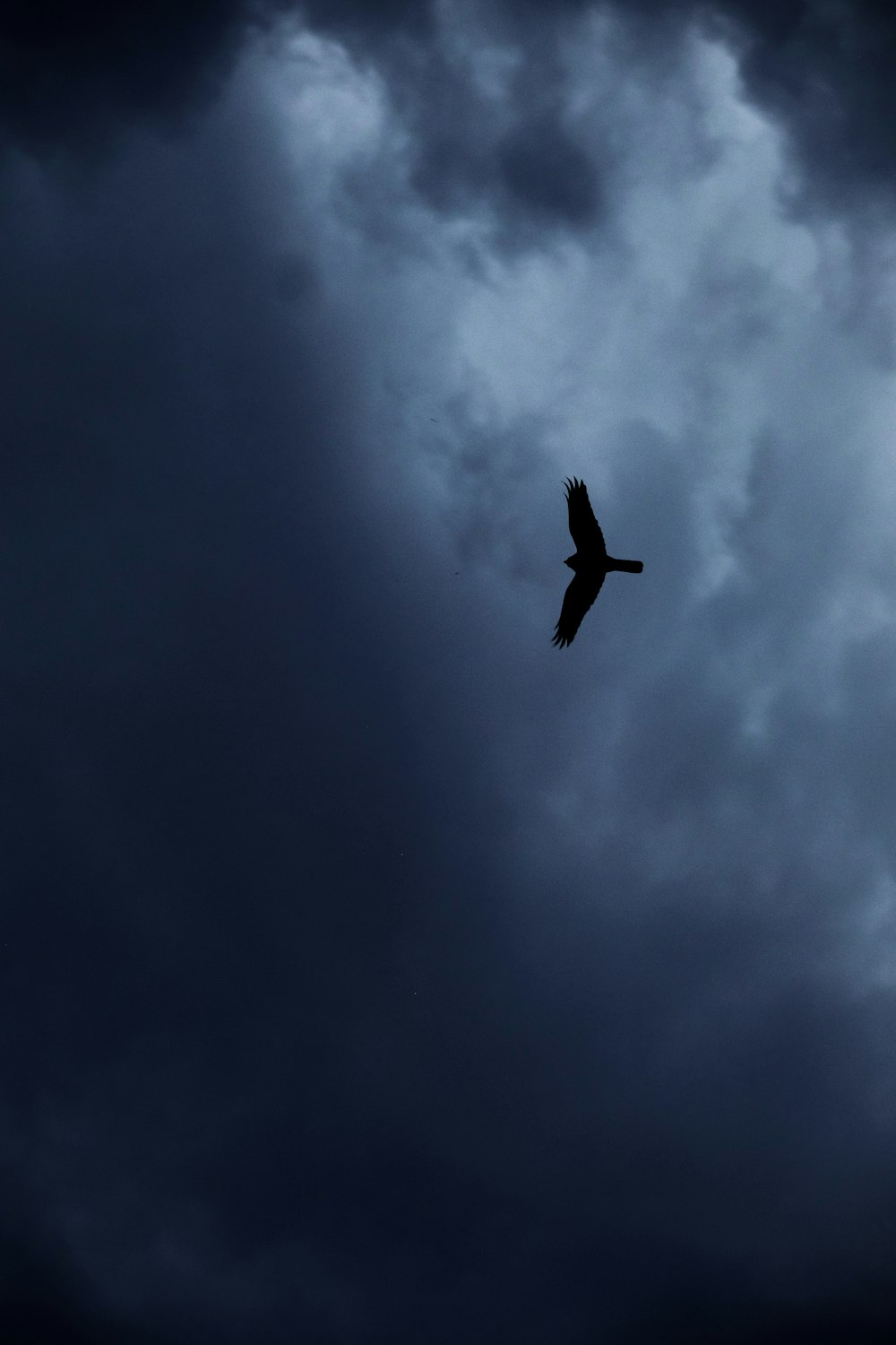 black bird flying under white clouds during daytime