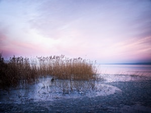 leafless trees on snow covered ground near body of water during daytime