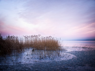 leafless trees on snow covered ground near body of water during daytime