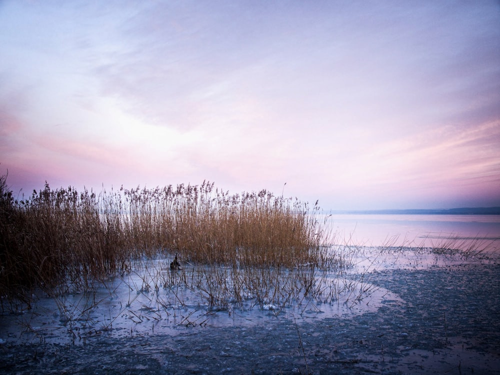 leafless trees on snow covered ground near body of water during daytime