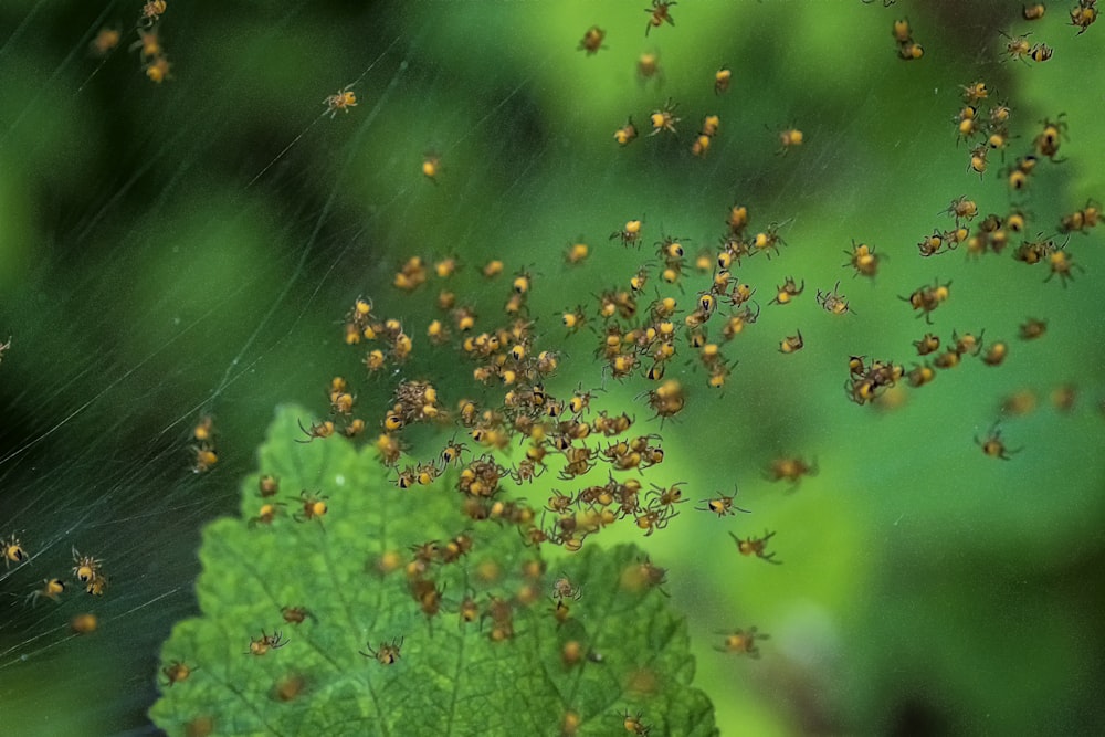 feuille verte avec des gouttelettes d’eau