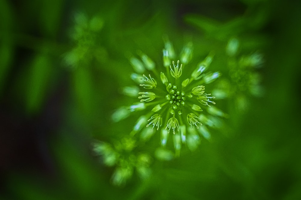 Flor verde y blanca en fotografía de primer plano