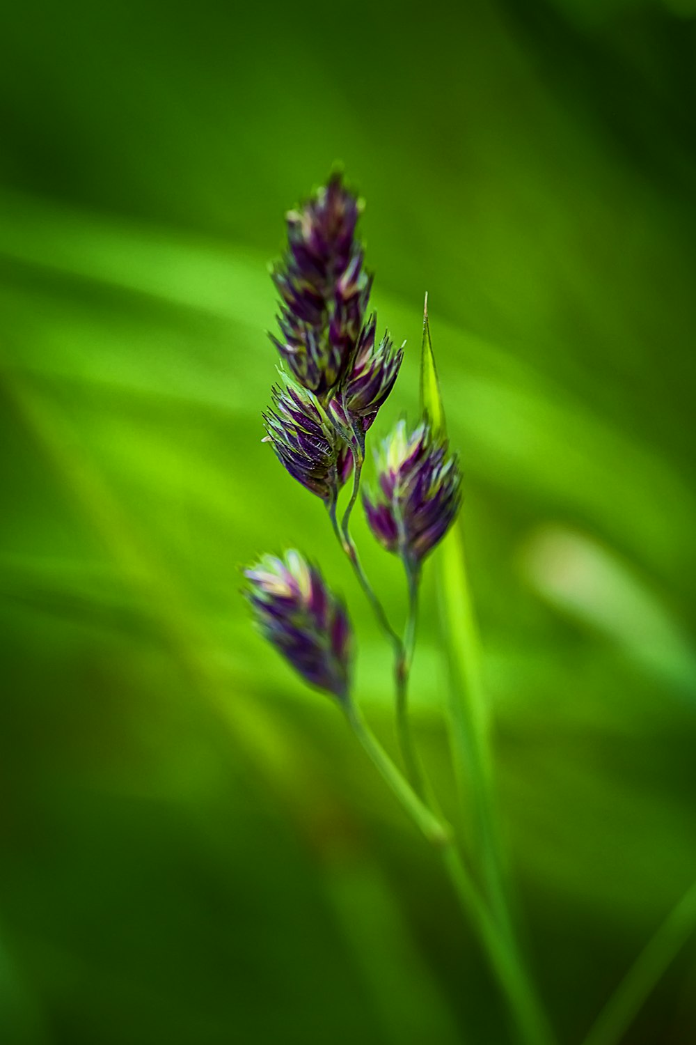 purple flower in macro lens