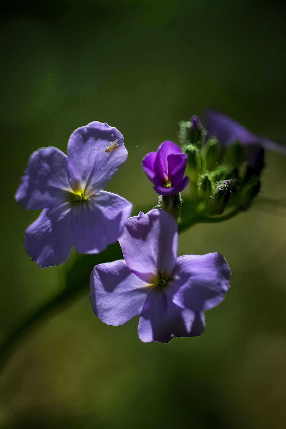 Purple Flower In Macro Shot Photo