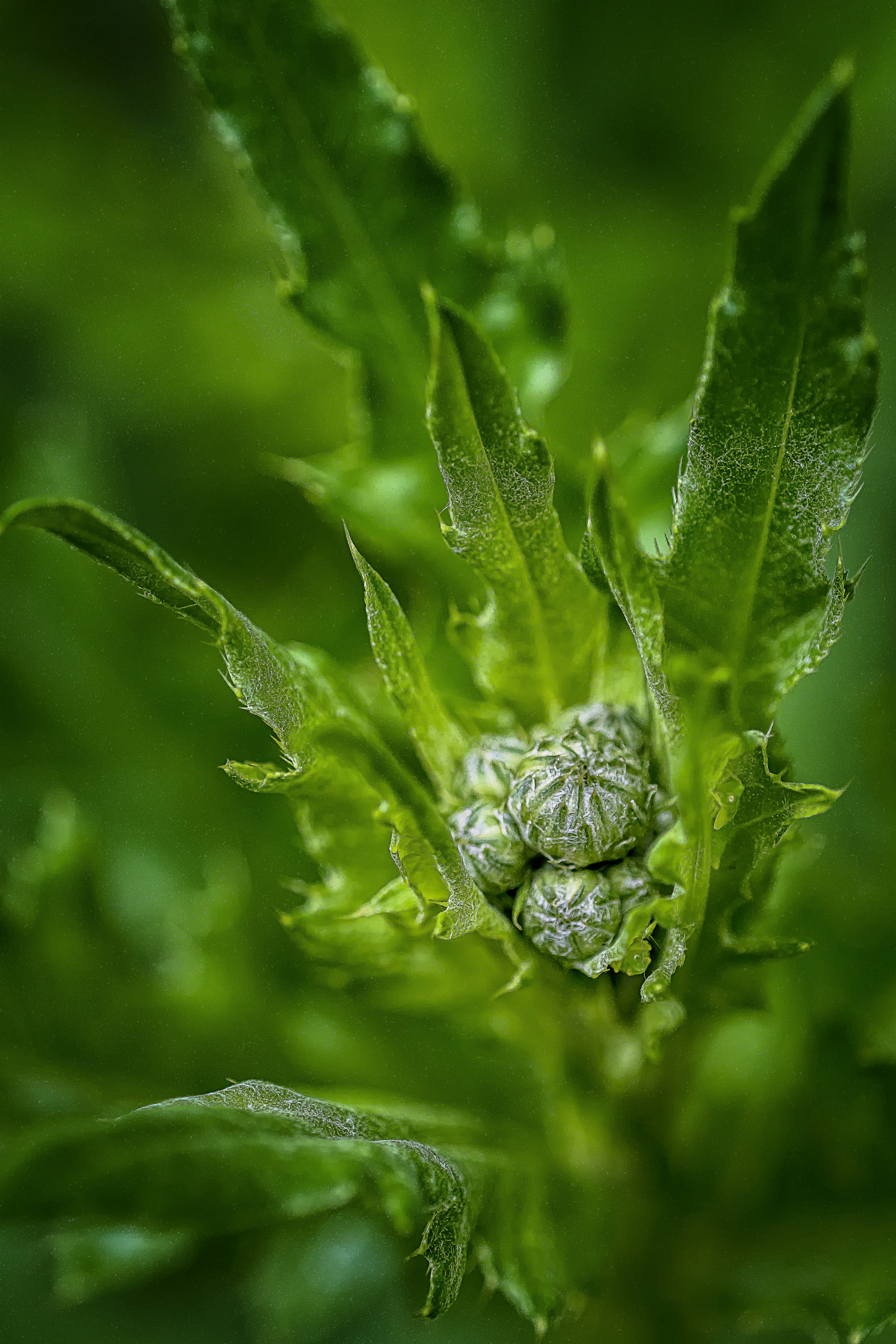green plant in macro lens