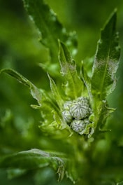 green plant in macro lens