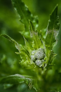 green plant in macro lens