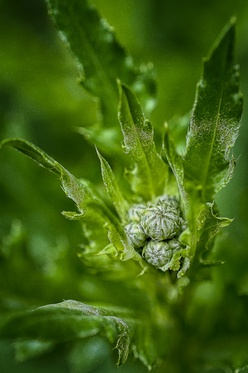 green plant in macro lens