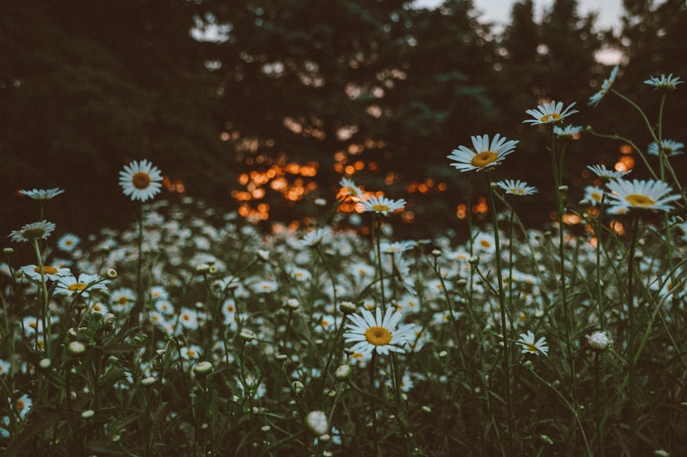 white and yellow flowers in tilt shift lens