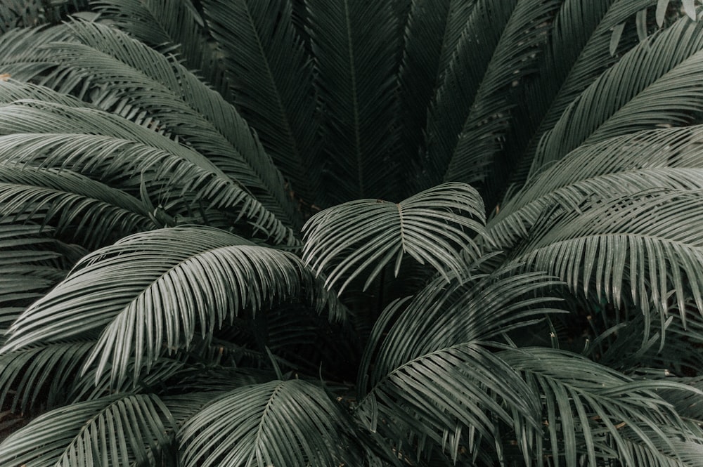 green palm tree during daytime