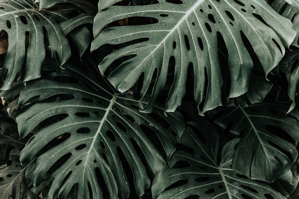 green leaves in close up photography