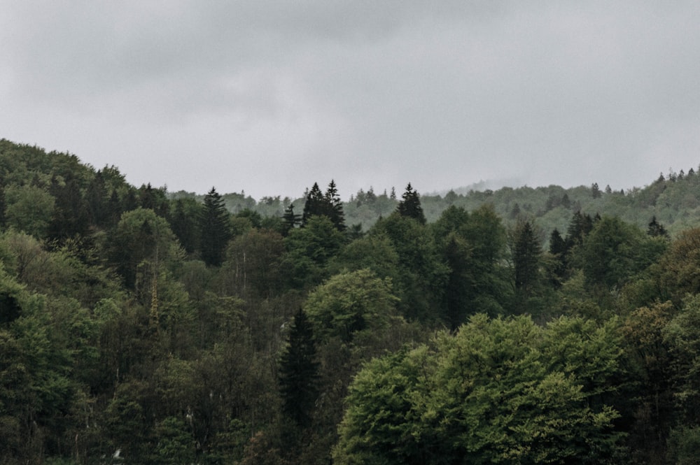 green trees under white sky during daytime