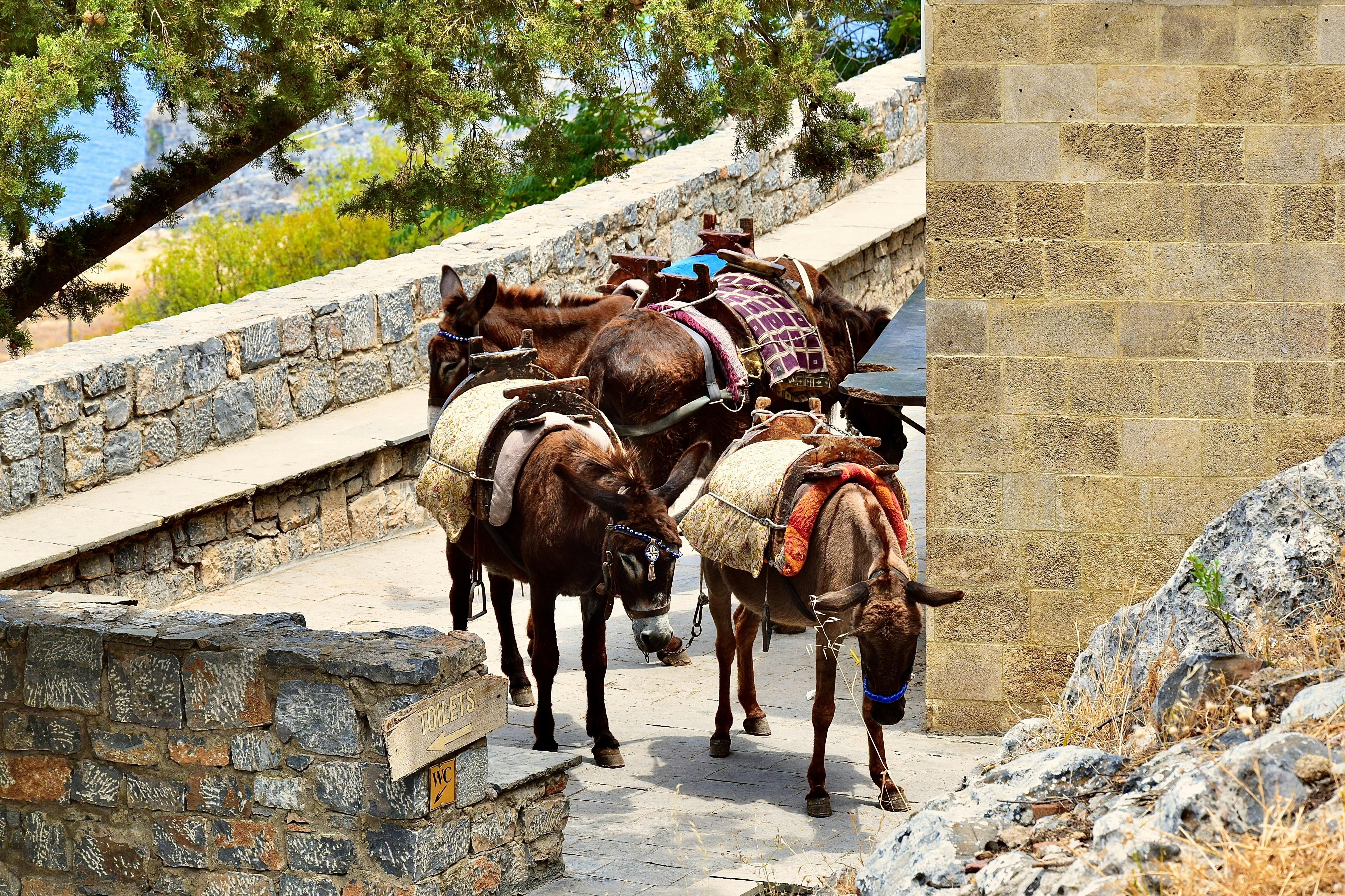 2 brown horses on gray concrete wall during daytime