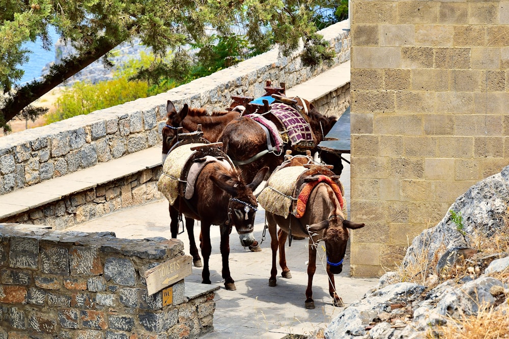 2 brown horses on gray concrete wall during daytime