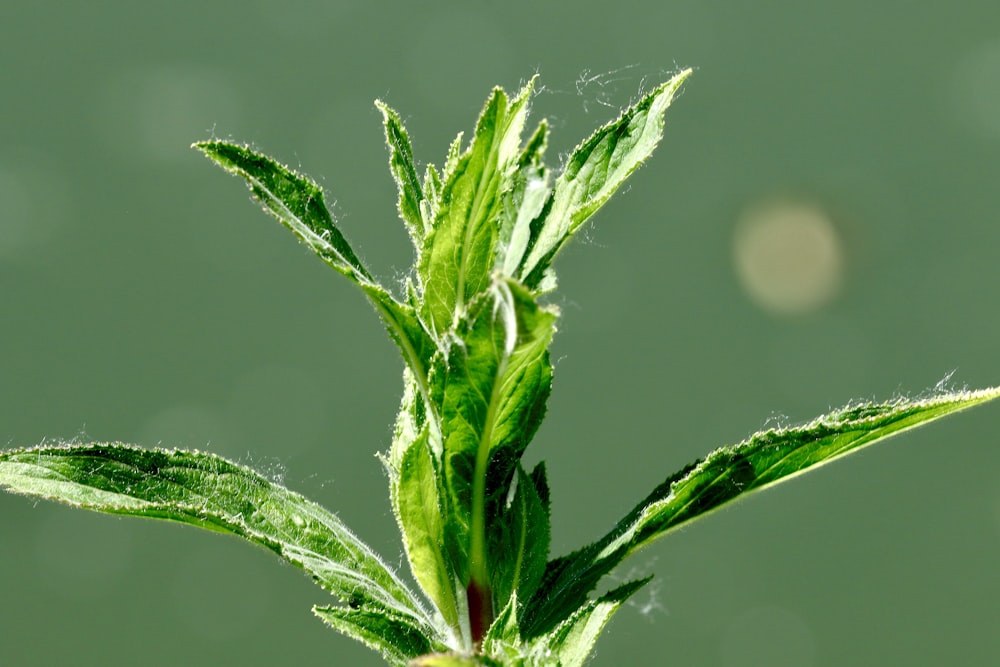 Grüne Pflanze in Makrolinse