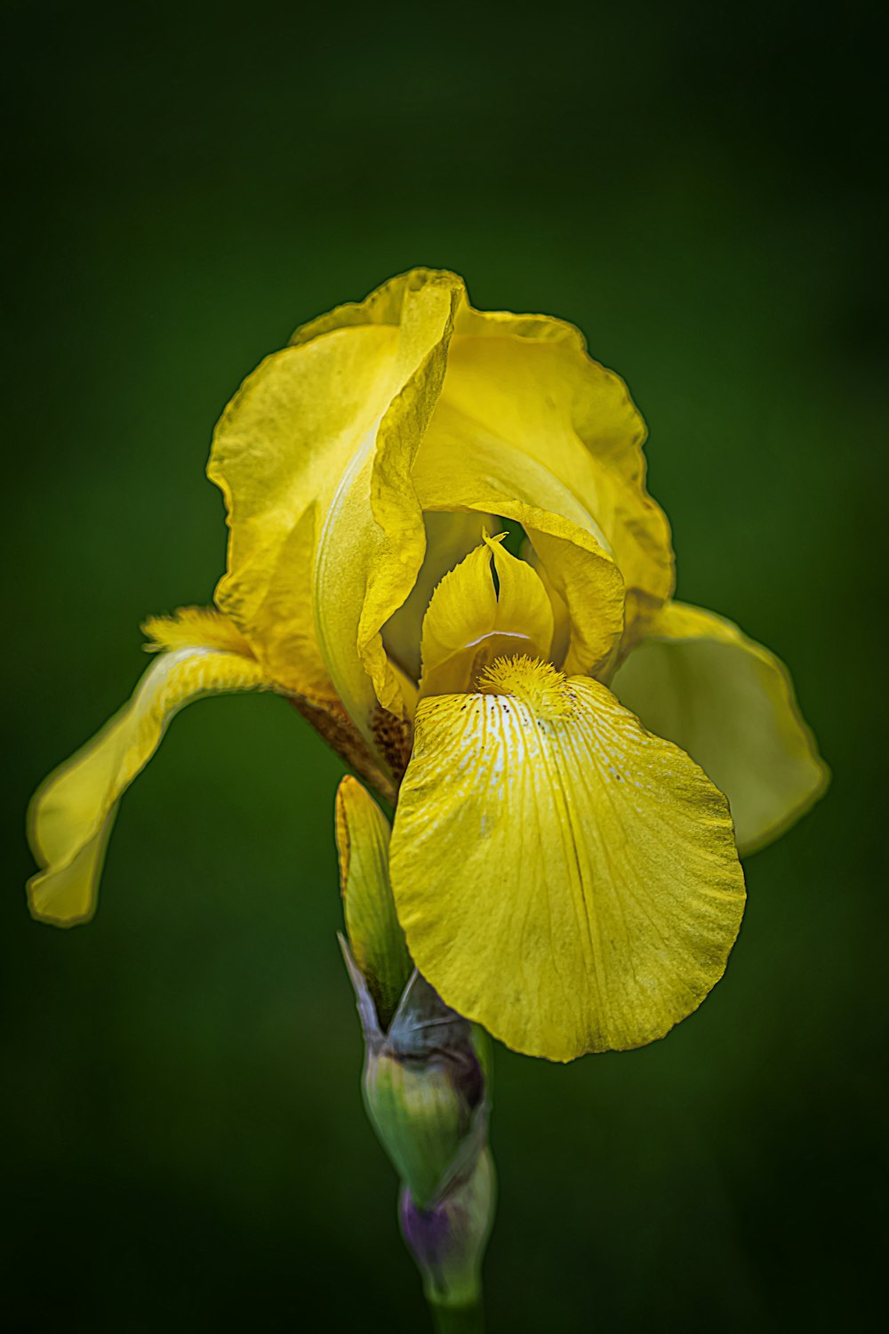 yellow flower in macro shot