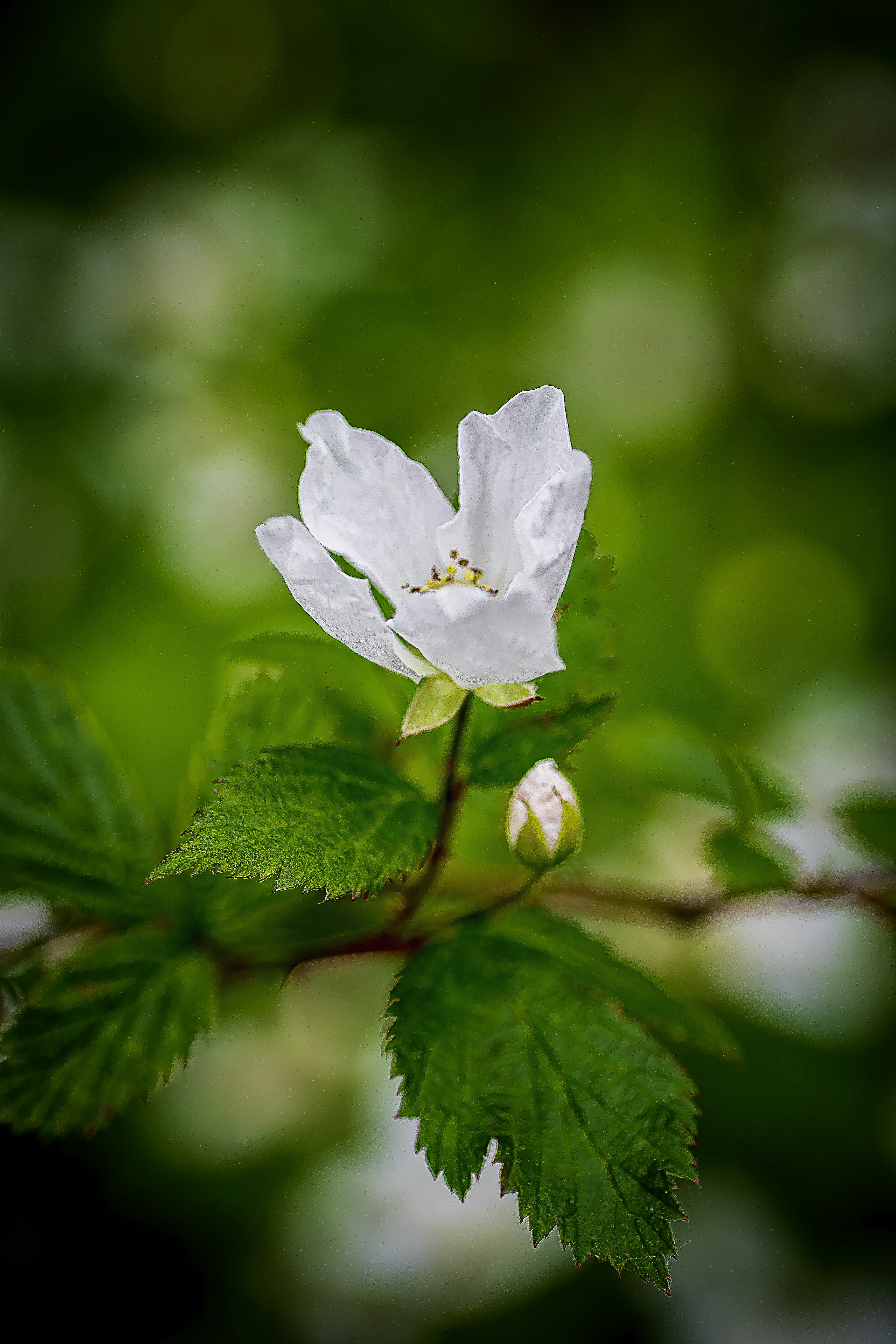 Photo by rthiemann