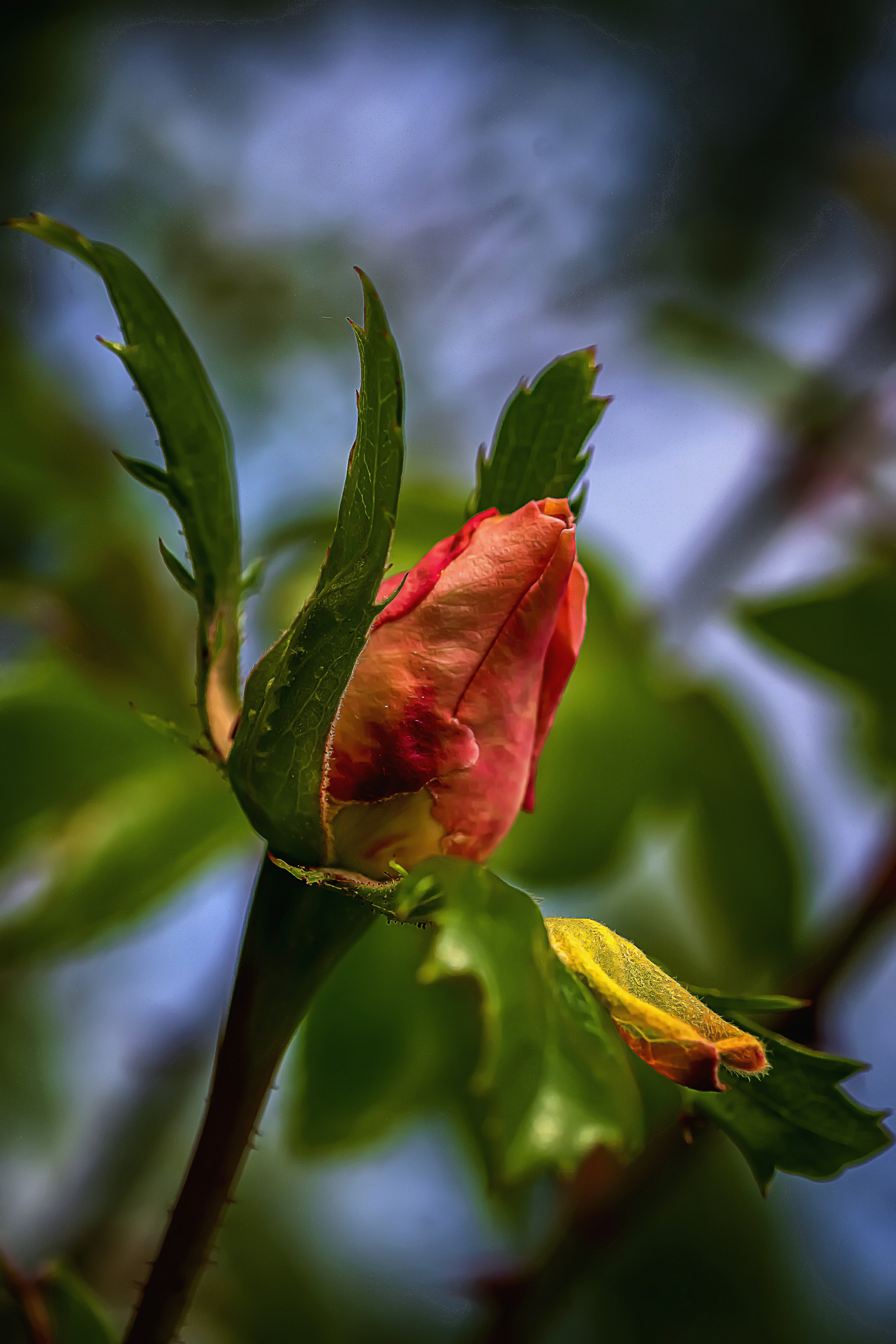 Photo by rthiemann